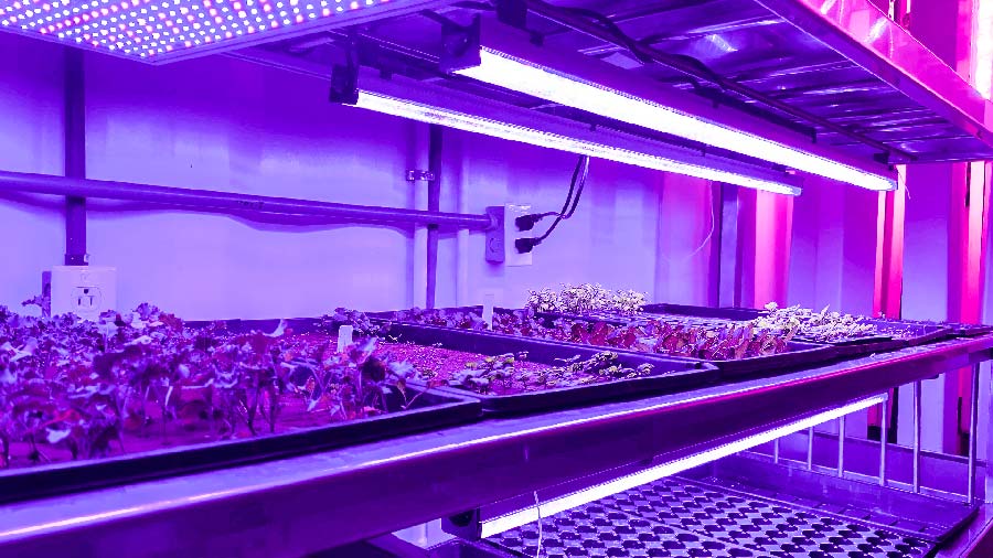Interior del Huvster con vegetales y luces LED