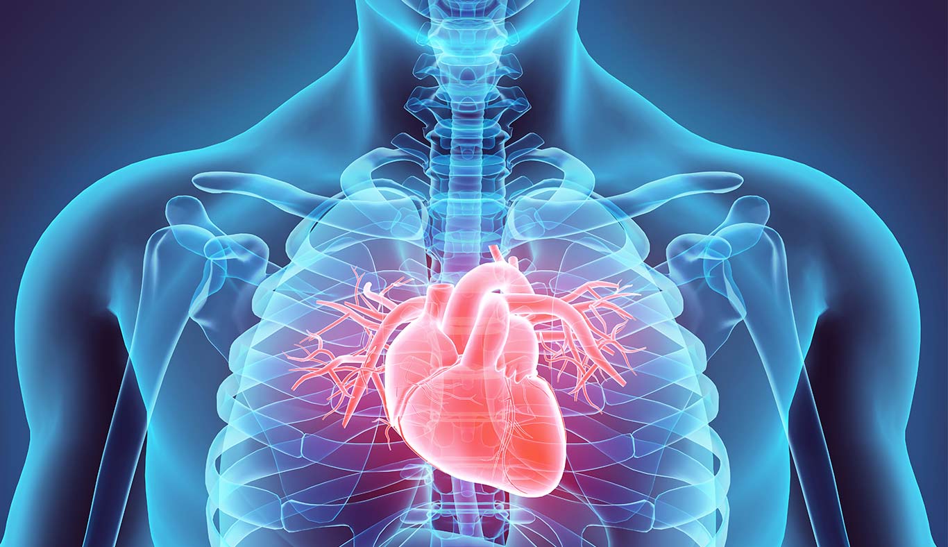 La insuficiencia cardíaca se produce cuando hay un desequilibrio entre la capacidad del corazón para bombear sangre y las necesidades del organismo.