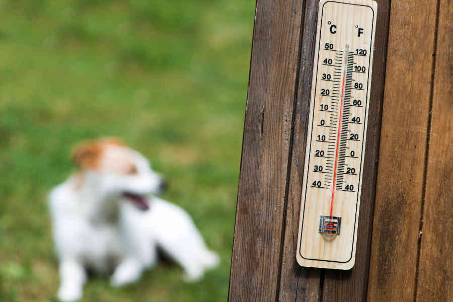 Cuidar mascotas del golpe de calor