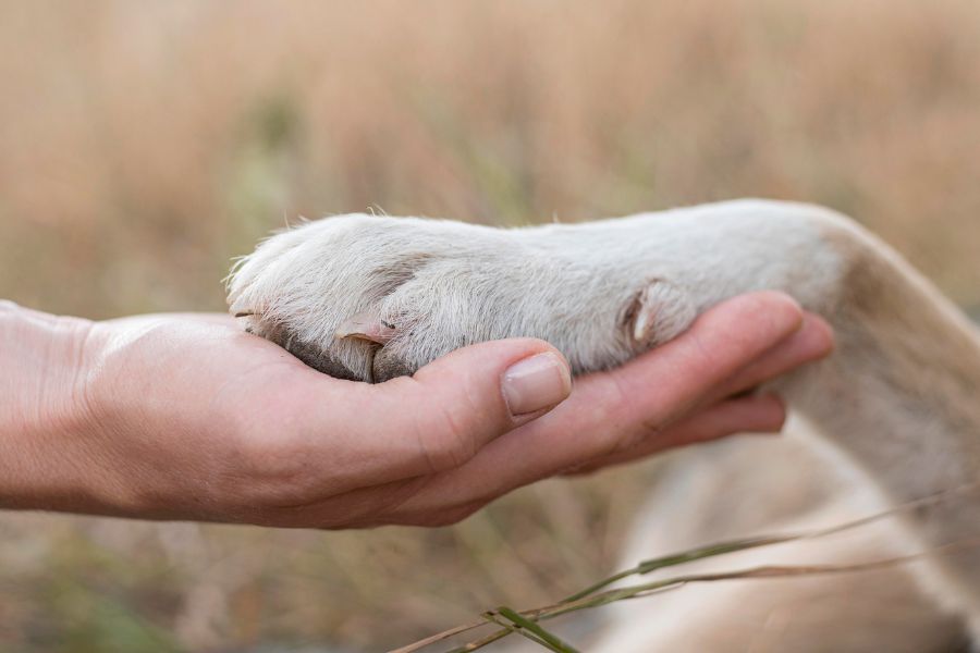 Pata de perro y mano humana estrechandose