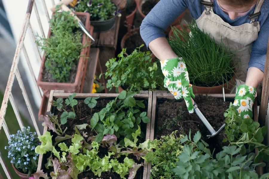 Especialistas del Tec señalan que cultivar hortalizas en casa permite reconectar con la naturaleza