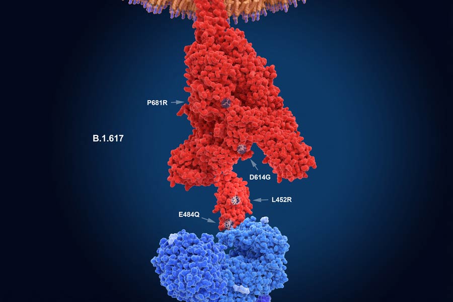 Representación gráfica de la variante Delta, en su proteína "Spike" (rojo).