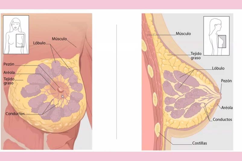 ilustración glándulas mamarias