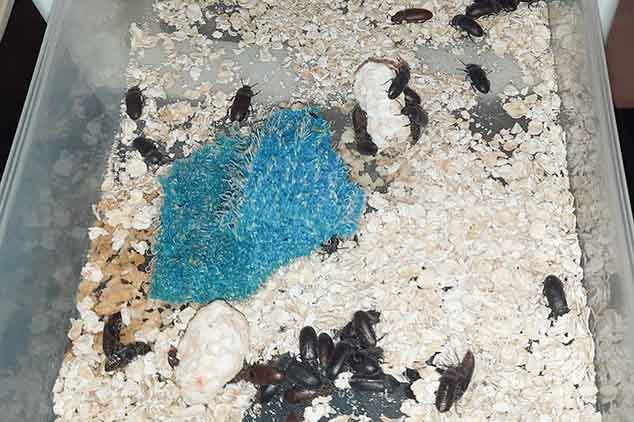 Investigación sobre la reducción de unicel mediante escarabajos
