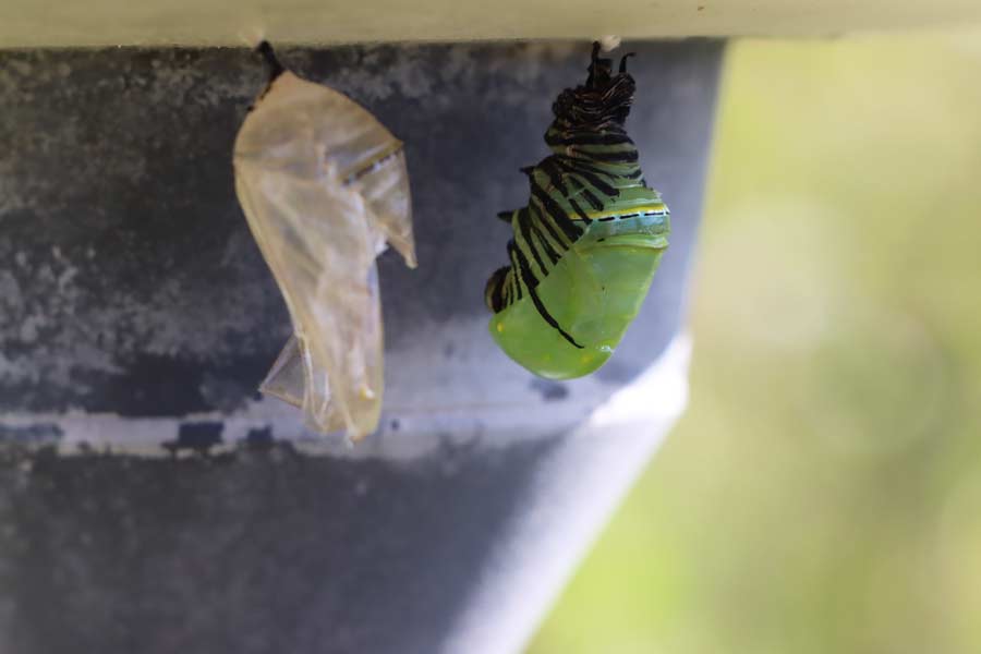 Las pupas cuelgan de diversos lugares del campus Monterrey.