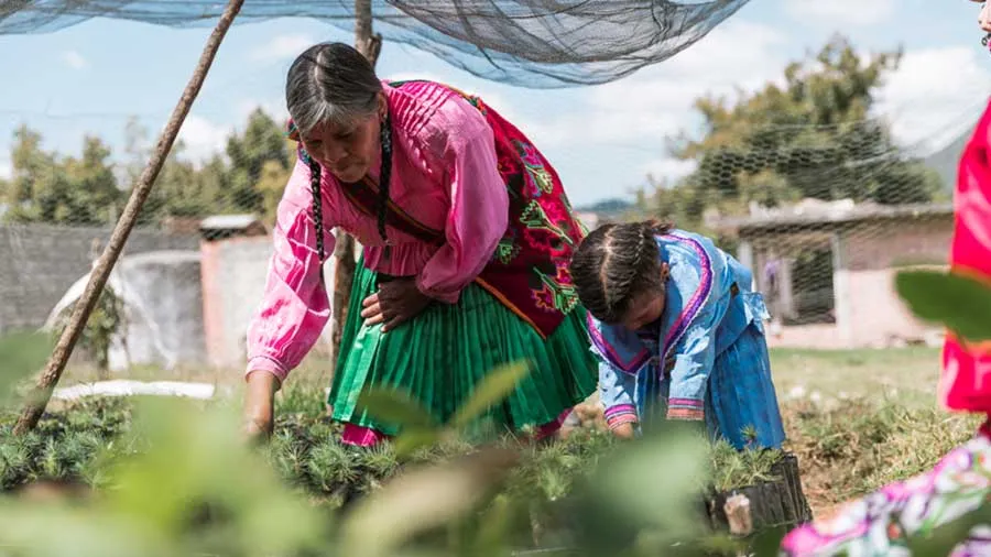 Vivero familiar en una comunidad Mazahua en Michoacán