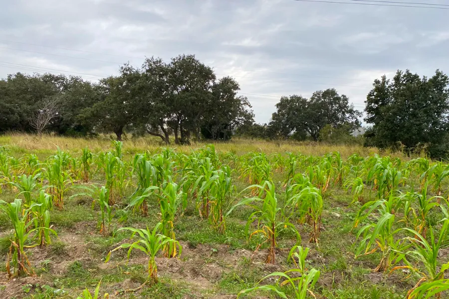 Primer huerto viviente en Tec campus Tampico.
