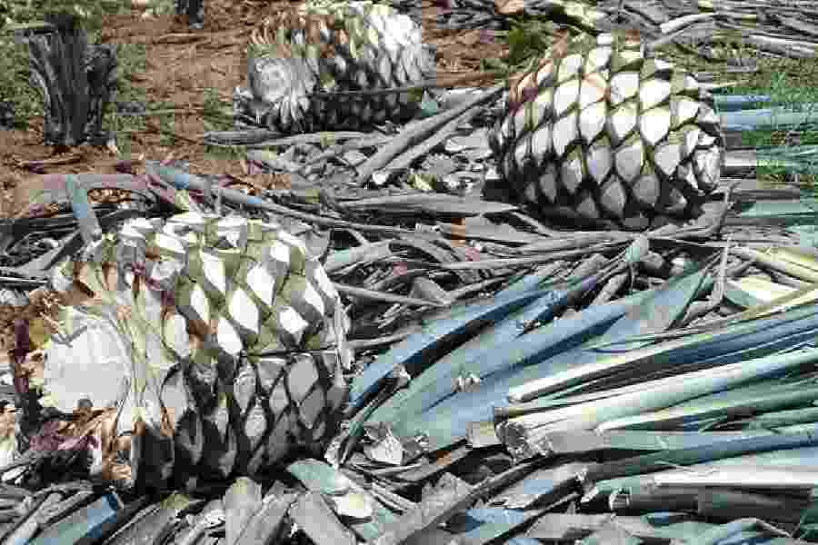 El desperdicio del agave se utiliza en otros productos gracias a agave 100