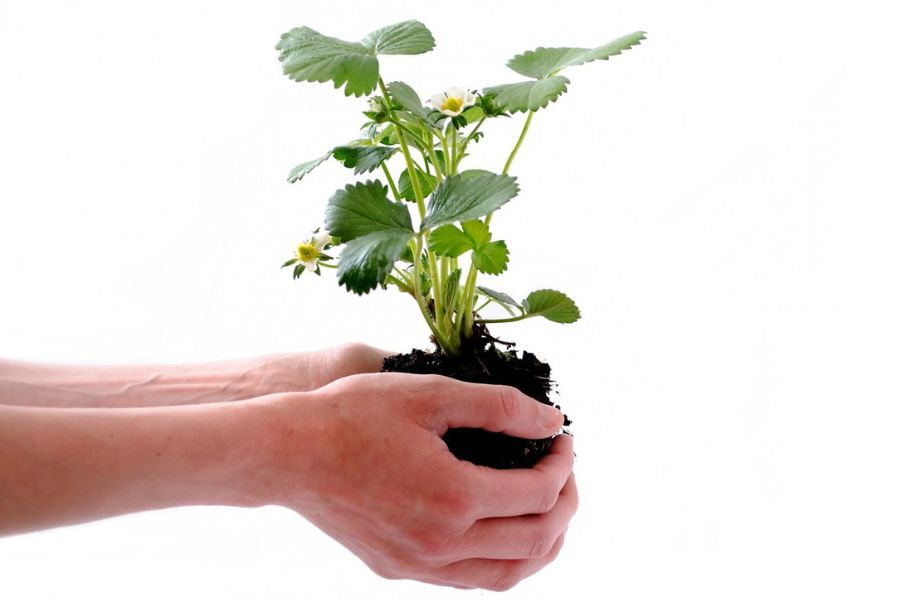 manos sosteniendo una planta, simbolizando el cudiado del medio ambiente.
