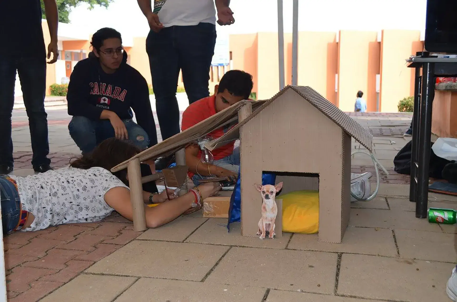 Los alumnos diseñaron casas para mascotas