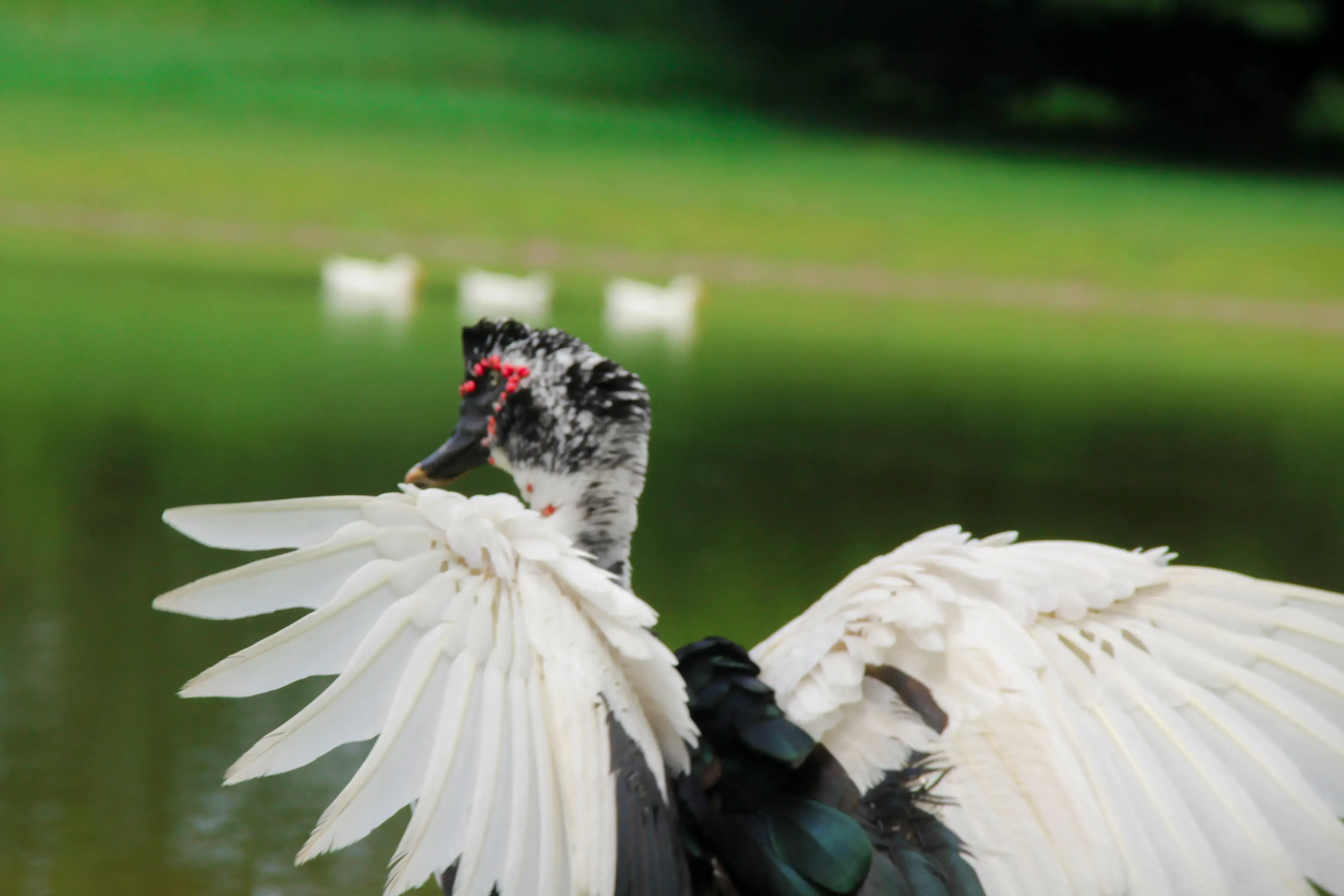 Pato en el Jagüey