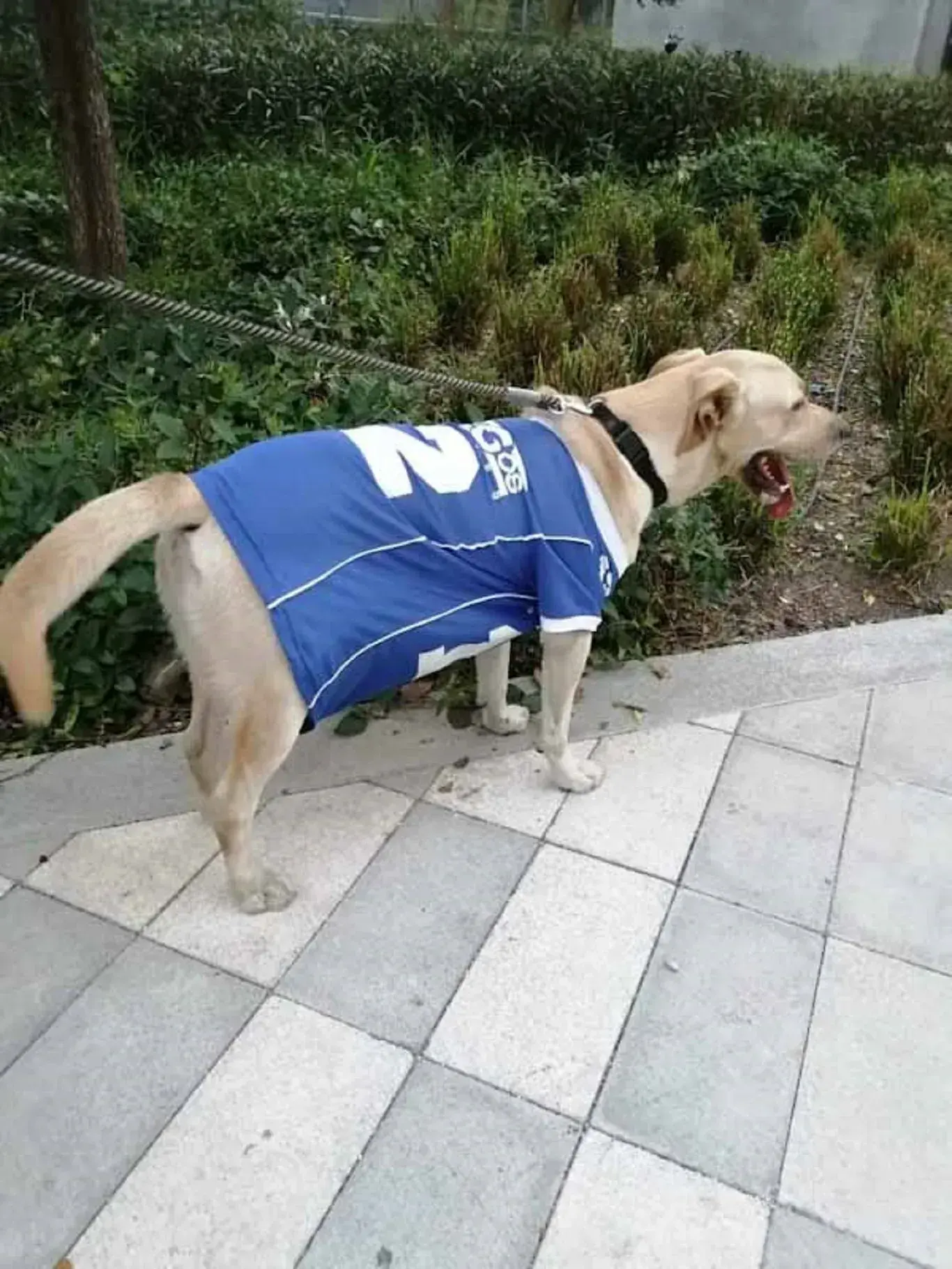 Lo que no se vio en la final