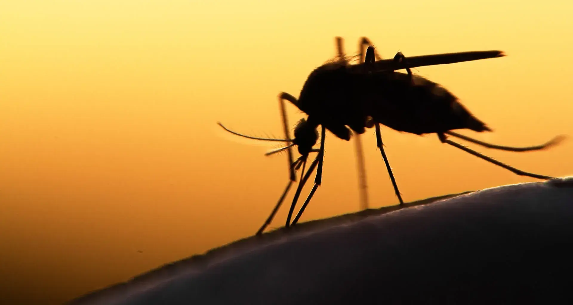 Mosquitos en el aeropuerto de Guadalajara 