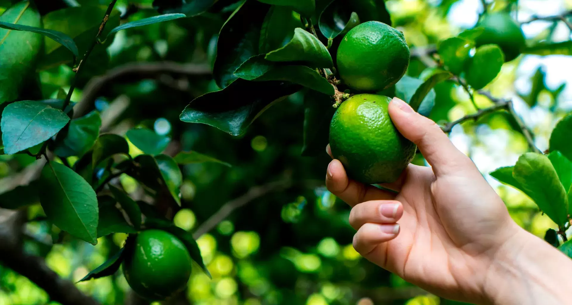 El precio del limón se disparó en México debido a diversas causas como la inflación y la temporalidad.
