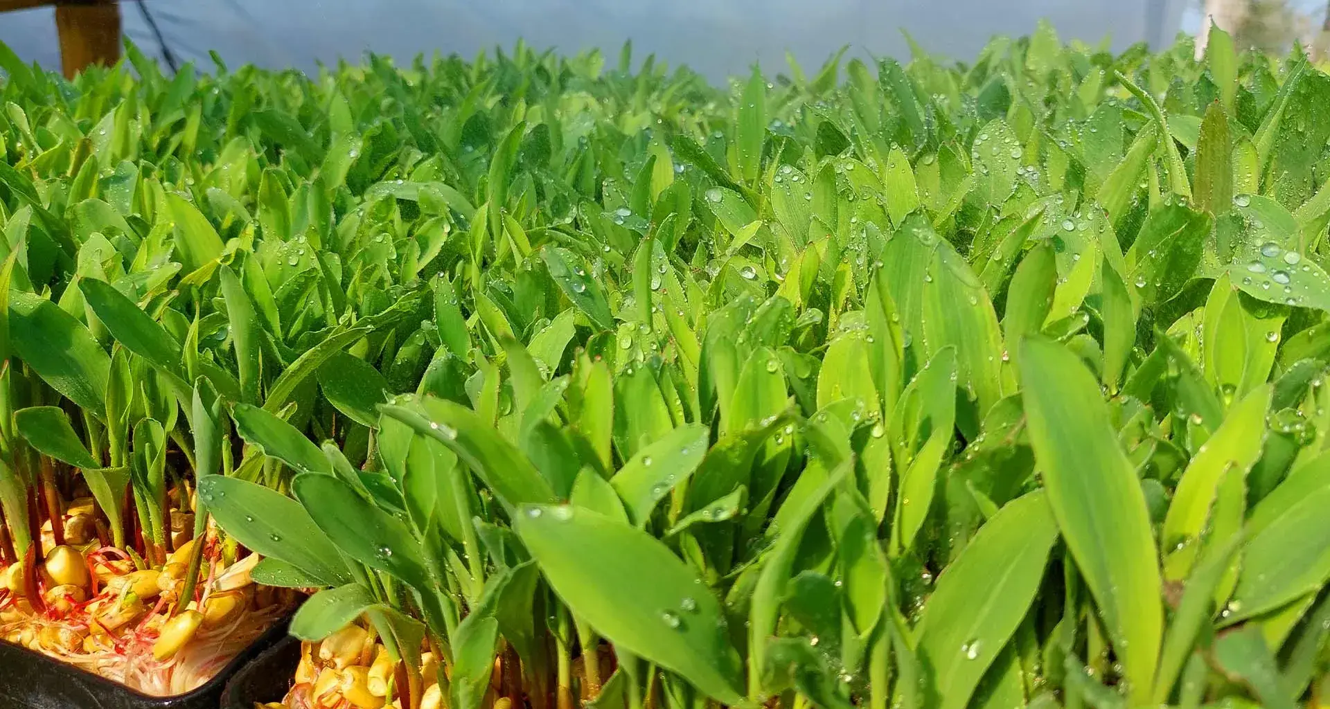 Farm in a box agricultura sustentable en Tec campus Tampico