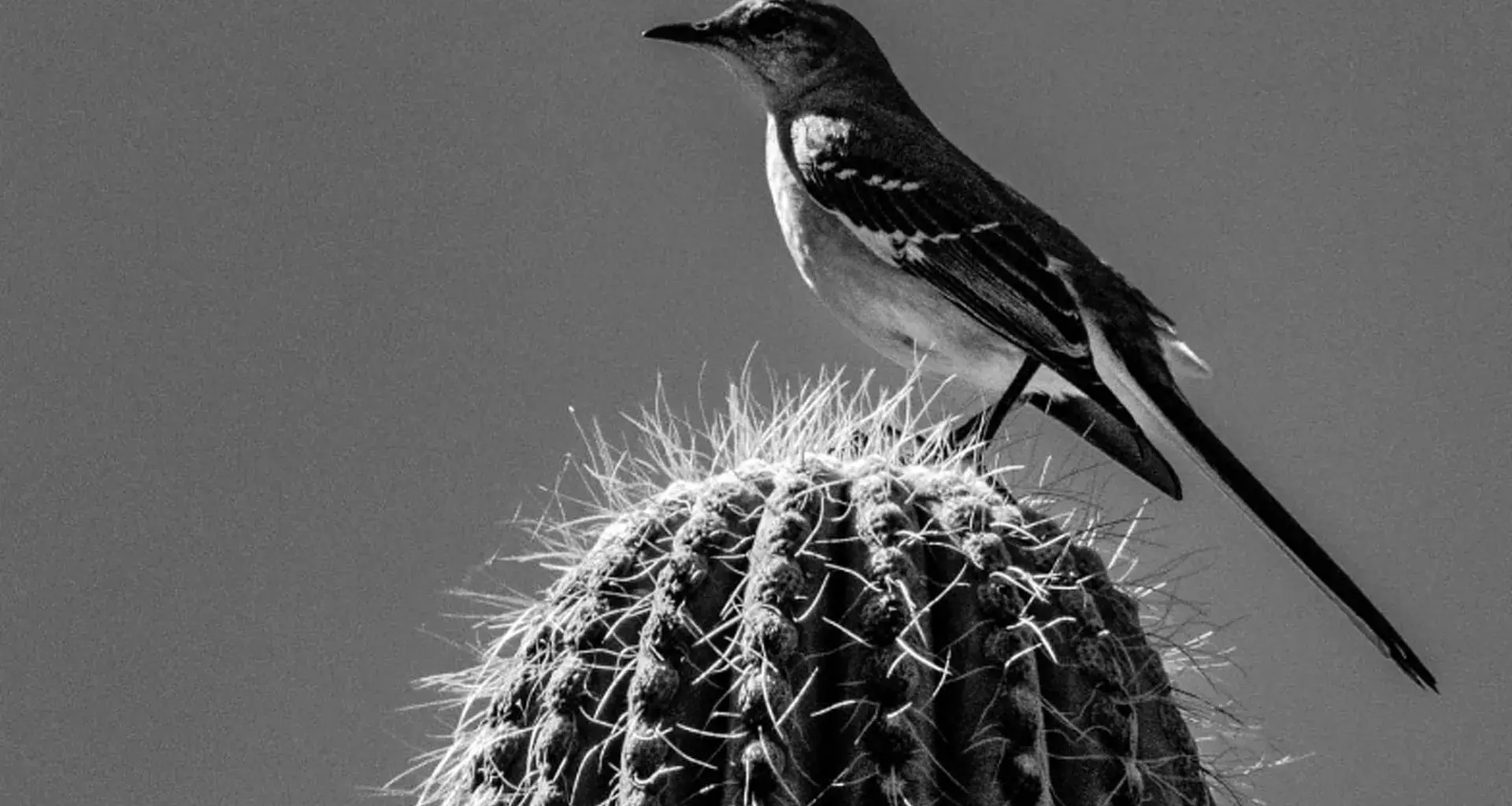 Fotografía de un pájaro sobre un cactus, capturada por el profesor investigador Mario Manzano.