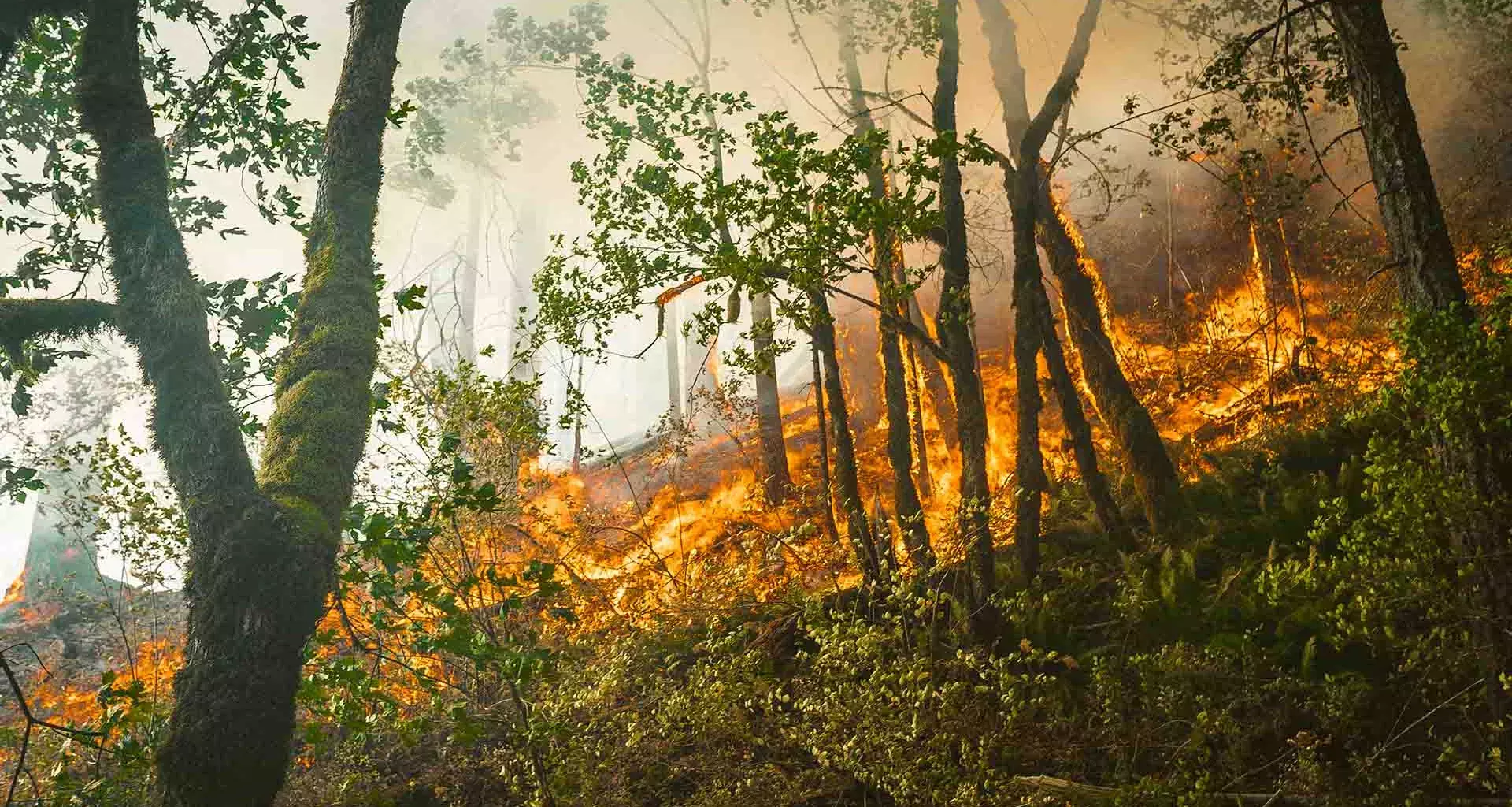 Los incendios forestales son más recurrentes por la crisis climática