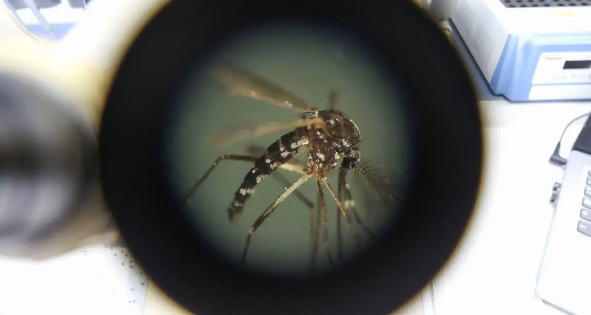 Dengue fever in Mexico: Transmission, symptoms, and prevention