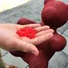 Lactobears