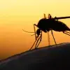 Mosquitos en el aeropuerto de Guadalajara 