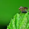 Investiga Tec mosquitos en el aeropuerto de Guadalajara 