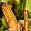 Biotecnóloga del Tec Guadalajara analiza para Semadet el desperdicio de alimento