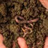Alumno del Tec Querétaro crea startup de gusanos que ayudan a eliminar el unicel y generar proteína