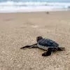 Tortuga marina caminando sobre la arena hacia el agua