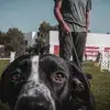 Tips para cuidar a tu perro, Tec CEM, 2023, Navidad