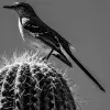 Fotografía de un pájaro sobre un cactus, capturada por el profesor investigador Mario Manzano.