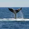 Servicio Social del Tec de Monterrey busca salvar ballenas de Guerrero