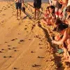 Campamento tortuguero para participantes de grupo estudiantil Manos Verdes, del Tec Guadalajara.