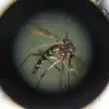 Dengue fever in Mexico: Transmission, symptoms, and prevention