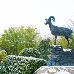Imagen del borrego cubierto de nieve