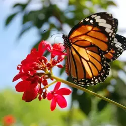 Mariposa Monarca 