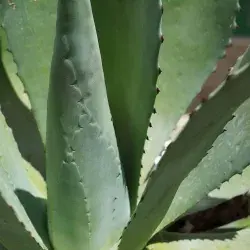 Agave