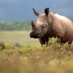 Relevante cuidar a los rinocerontes de la extinción y de la vida silvestre en general