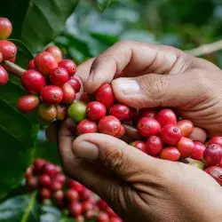 OIT, INAES y Tec, impulsan café en Chiapas