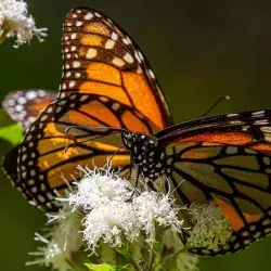 mariposa monarca sobre flores