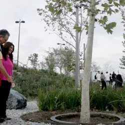 'Siembran' generosidad donantes de árboles en el Parque Central