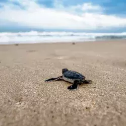 Tortuga marina caminando sobre la arena hacia el agua