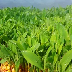 Farm in a box agricultura sustentable en Tec campus Tampico