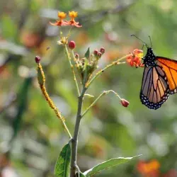 La mariposa monarca come asclepia cultivada en el campus Monterrey.