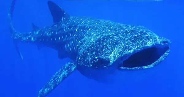 Alumnos del Tec diseñan dispositivo para investigar el tiburón ballena