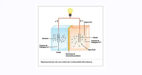 Los mil y un usos de los microorganismos (opinión experta)