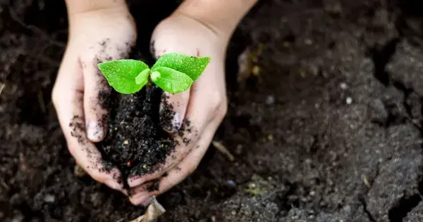 Grupo 'Polinizadores' de Chiapas ¡al rescate del medio ambiente!