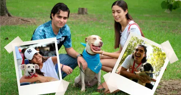 "Ponte Perro": el proyecto que cambia la vida a animales callejeros