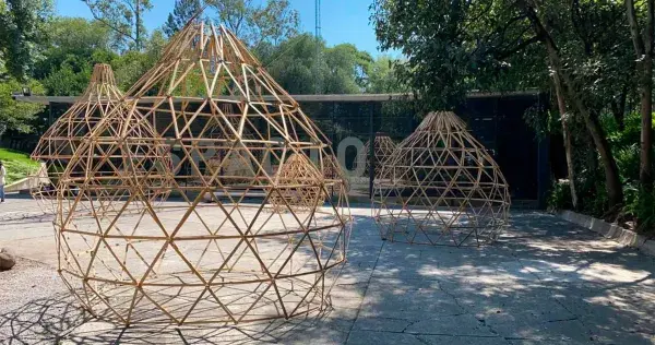 Crean obra arquitectónica a base de bambú y lo exhiben en Chapultepec