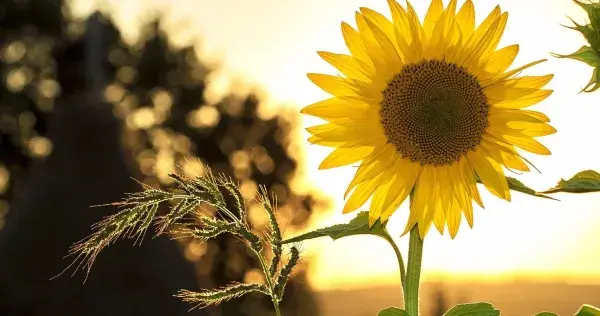 5 acciones Tec con las que puedes comenzar a cuidar el medio ambiente