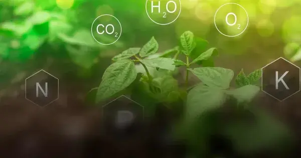 ¡Desde la raíz! Fomentan especialistas agricultura responsable